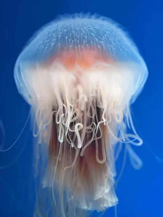 斑彩霞水母 商品图2