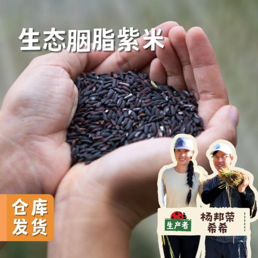 【2025秋收新米】生态胭脂紫米 500g/袋 | 合作农友生产，来自贵州黎平洋洞村，生产者：杨邦荣 &【公平贸易农人定价】 商品图0