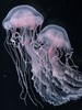 大西洋海刺水母 商品缩略图3