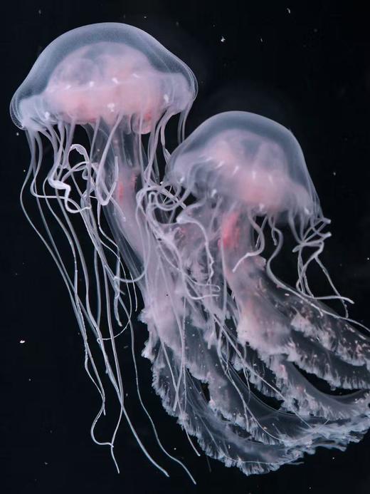 大西洋海刺水母 商品图3
