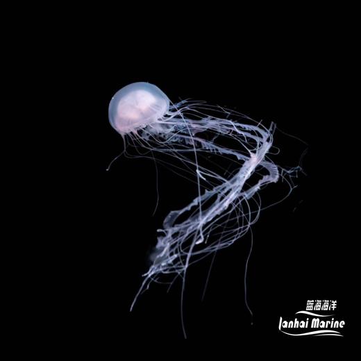 大西洋海刺水母 商品图1