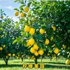 四川安岳黄柠檬 皮薄  香甜新鲜水果应季现摘泡水柠檬片当季鲜果柠檬 商品缩略图4