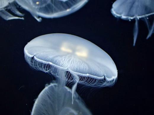 海月水母 商品图5