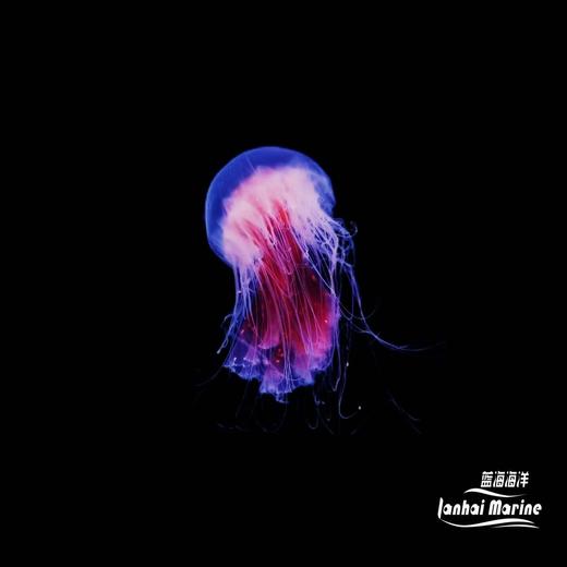 斑彩霞水母 商品图1