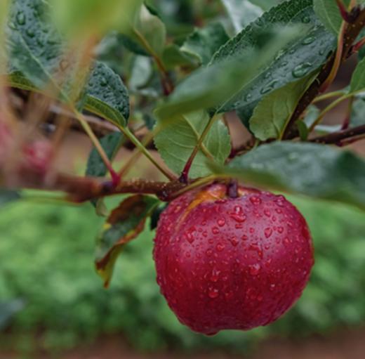哈巴庄园高原藏红苹果 口感粉甜 梦回小时候的味道 商品图4