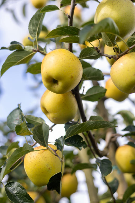 丑果维纳斯。丑是真的丑 甜是真的甜 商品图1