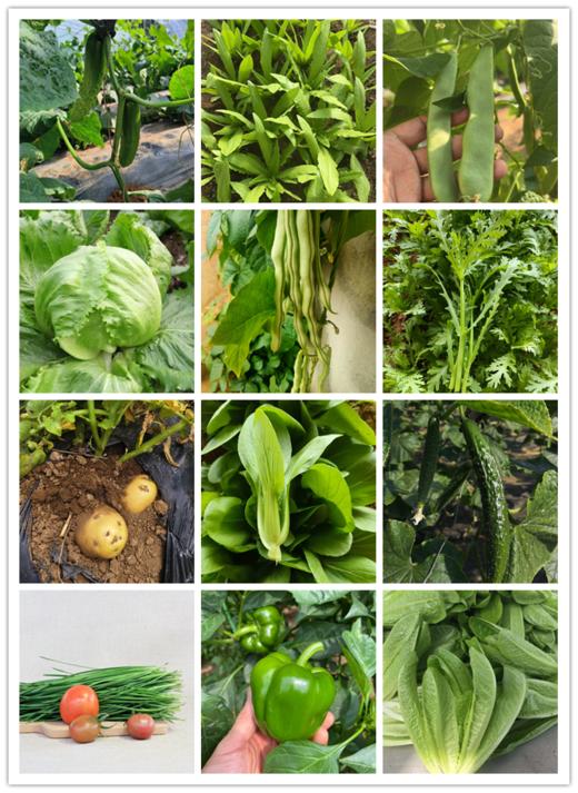 【精品礼盒 有机蔬菜套餐10斤/箱】 商品图1