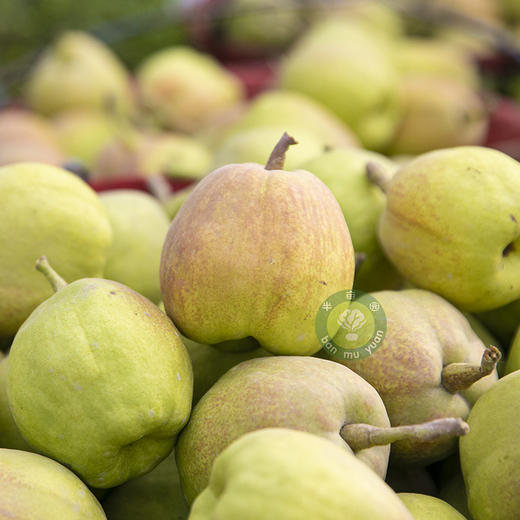 新疆库尔勒香梨 商品图1