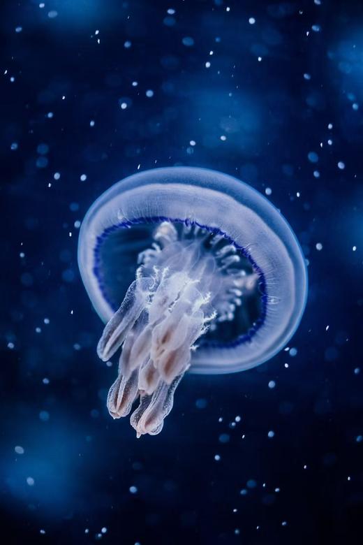 桶水母 商品图2