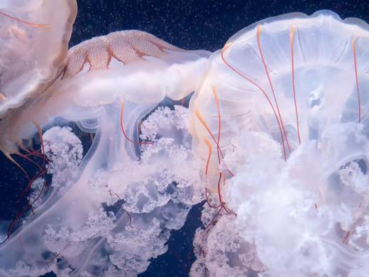 南美海刺水母 商品图3