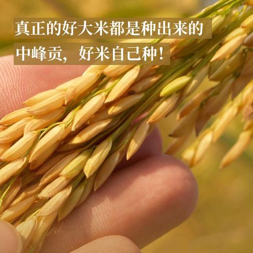 【中峰贡】2025新米 竹溪贡米 精品简装 7.5kg/盒 商品图2