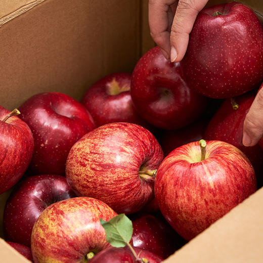 哈巴庄园高原藏红苹果 口感粉甜 梦回小时候的味道 商品图3