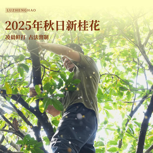 卢正浩特色满觉陇桂花红茶桂花九曲红梅48g 商品图2