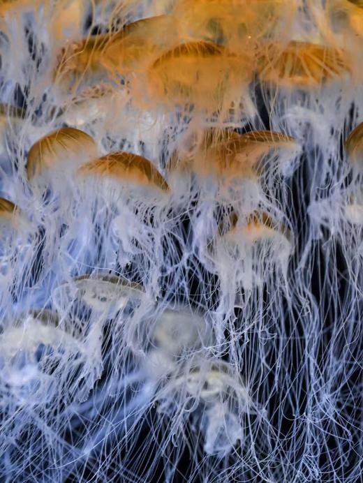 黑星海刺水母 商品图2