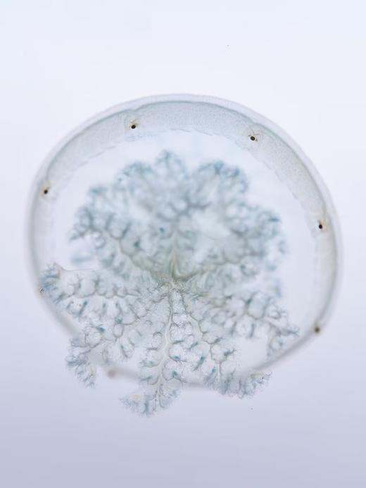 蓝色炮弹水母 商品图3