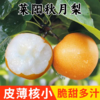 山东莱阳秋月梨  水润香甜 口感清爽  润秋燥刚刚好 商品缩略图0