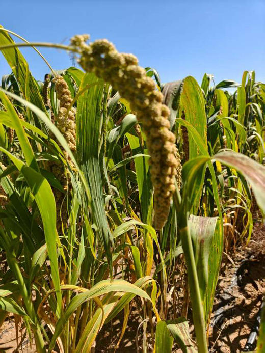 产自内蒙古清水河，清水河小香米外观色泽金黄，米质细腻，颗粒小而饱满；口感香甜浓郁，润滑可口；品质纯正，营养丰富，素有“满园米相似，唯我香不同”的美誉。5斤/袋 商品图3