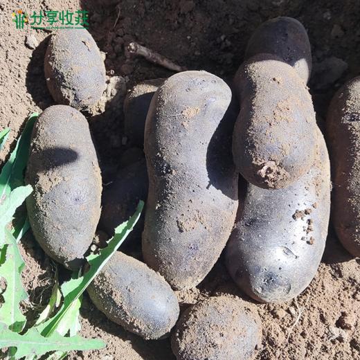 有机土豆 | 花青素高 公平贸易| * Ecological Potato 商品图3
