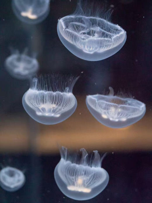 海月水母 商品图2