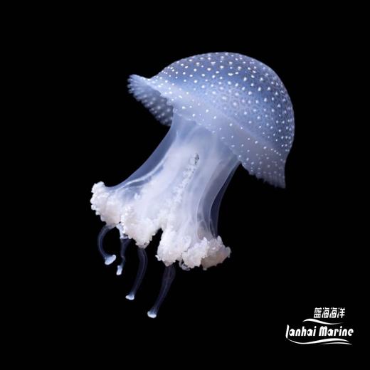 斑点水母 商品图1