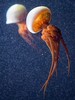 赤月水母 商品缩略图2