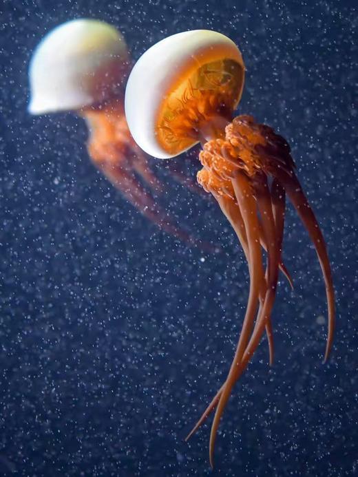 赤月水母 商品图2