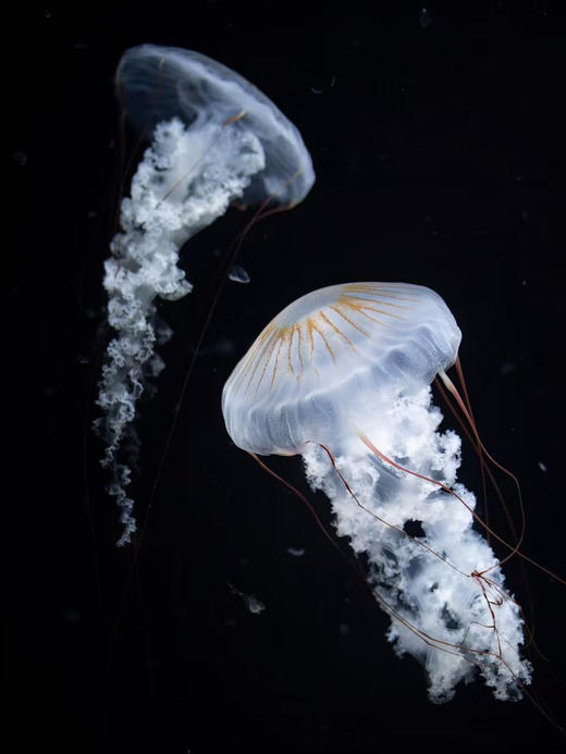 南美海刺水母 商品图2