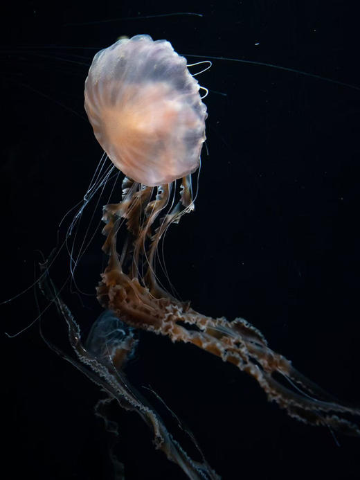 黑海刺水母 商品图2