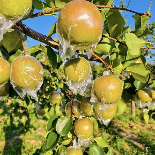 优选丨【香甜爆汁！】山西玉露香梨 4.5斤/8.5斤礼盒装 个头饱满，果肉嫩、汁水多、皮薄核小，脆甜爽口 商品图7