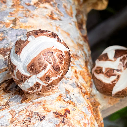 『神农架房县小花菇』龟裂纹深，肉厚细嫩，鲜美爽口，菇香浓郁 商品图11