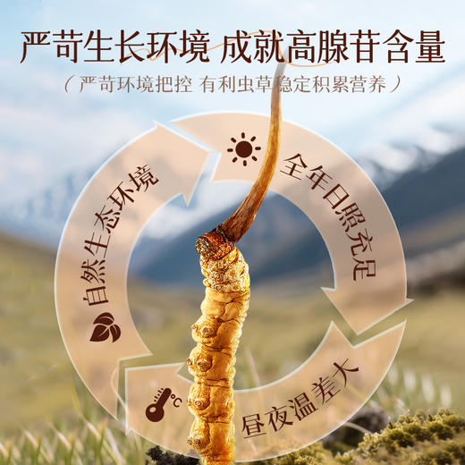 【冬虫夏草】高品质虫草 品牌严选 自用实惠袋装 商品图1
