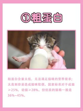 猫粮应该怎么选?看了就化身猫咪营养达人