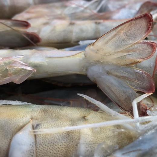 海捕白虾船冻锁鲜三斤装自用性价比都超高 商品图3