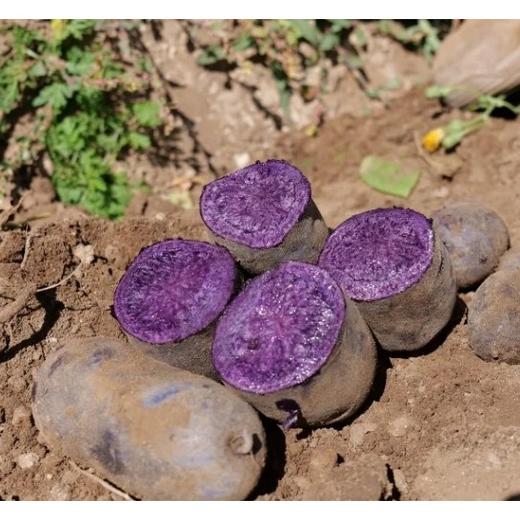 有机土豆 | 花青素高 公平贸易| * Ecological Potato 商品图1