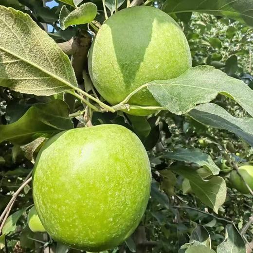 德力邦有机苹果有机青苹果  陕西渭北有机种植当季新鲜水果【德邦快递送货上门】 商品图1