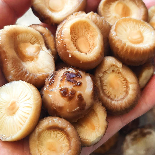 『神农架房县小花菇』龟裂纹深，肉厚细嫩，鲜美爽口，菇香浓郁 商品图4