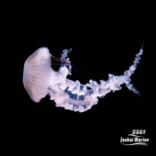 南美海刺水母 商品图1