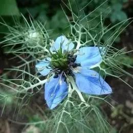 猫太推荐—AyuSkAma黑种草籽油 商品图2