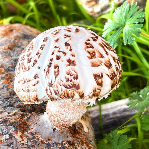 『神农架房县小花菇』龟裂纹深，肉厚细嫩，鲜美爽口，菇香浓郁 商品图10