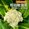 每日现砍  农家散菜花  优选品种  生态种植  松散个大  脆嫩爽口  1斤 商品缩略图0