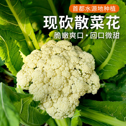 每日现砍  农家散菜花  优选品种  生态种植  松散个大  脆嫩爽口  1斤 商品图0