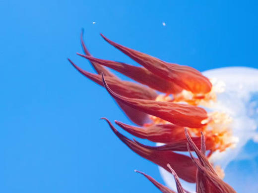 赤月水母 商品图5