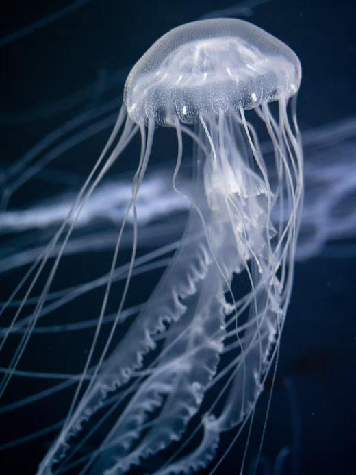 大西洋海刺水母 商品图2