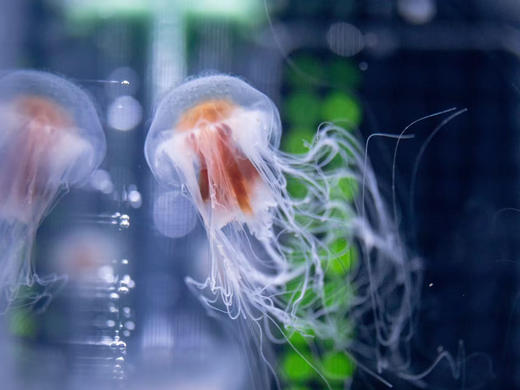 斑彩霞水母 商品图3