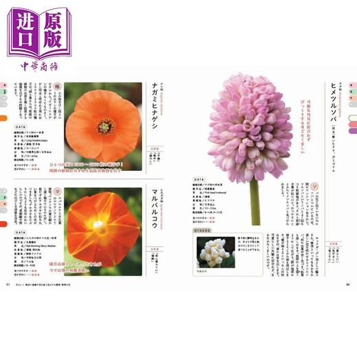 【中商原版】美丽的杂草花图鉴 日文原版日韩 美しい雑草の花図鑑 商品图3