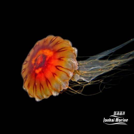 黑星海刺水母 商品图1