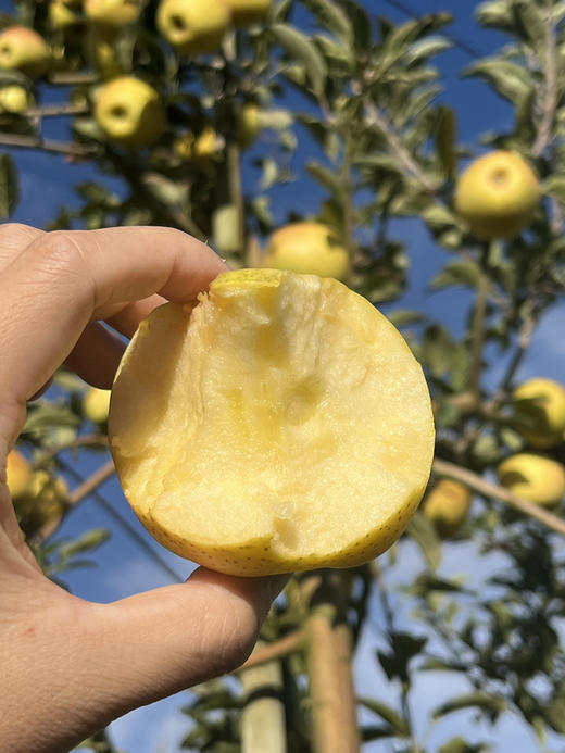 丑果维纳斯。丑是真的丑 甜是真的甜 商品图2