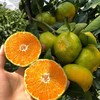 严选 | 涌泉蜜桔5斤装 高山果园直采现发 商品缩略图1