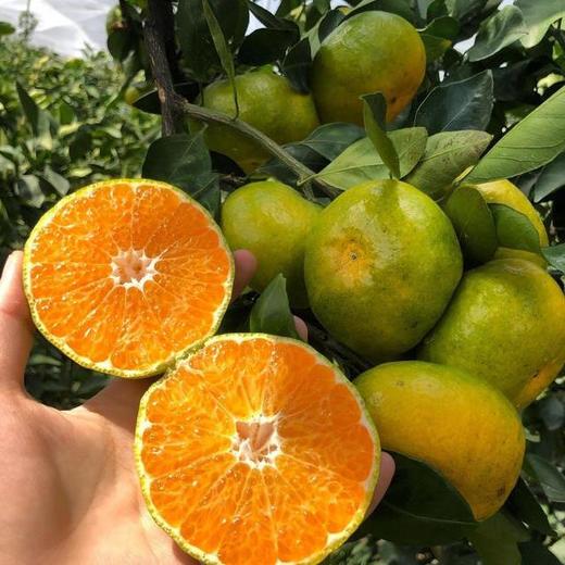 严选 | 涌泉蜜桔5斤装 高山果园直采现发 商品图1