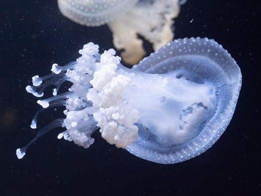 斑点水母 商品图3